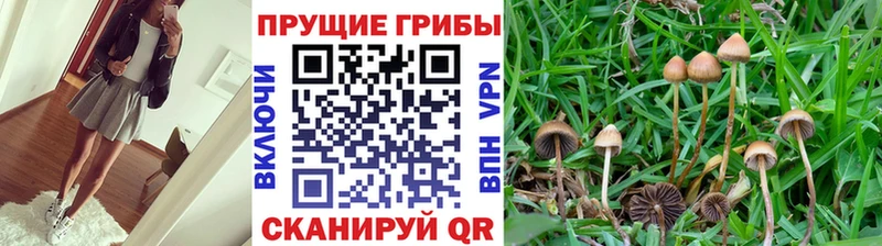 магазин наркотиков Абакан Галлюциногенные грибы прущие грибы